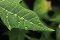 Water droplets on leaf reflection close up Royalty Free Stock Photo