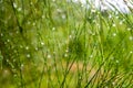 Water droplets on a leaf tip Royalty Free Stock Photo