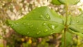 Water droplets on a leaf Royalty Free Stock Photo