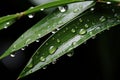 water droplets on the leaves of a bamboo plant Royalty Free Stock Photo