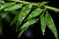 water droplets on the leaves of a bamboo plant Royalty Free Stock Photo