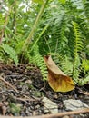 A Dead Leaf in a Dense Country Garden