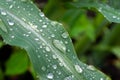 Water droplets on the leaves of a corn plant after rain Royalty Free Stock Photo