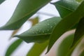 Water droplets on leaves with details for nature, simplicity, beauty concepts