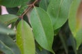 Water droplets on leaves with details for nature, simplicity, beauty concepts