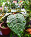 Water droplets on leaves