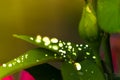 Water droplets on leaves, in garden