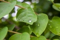 Water droplets, leaves, gooseberry leaves Royalty Free Stock Photo