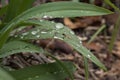 Water Droplets on leaves