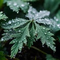 water droplets on the leaves of a plant Royalty Free Stock Photo