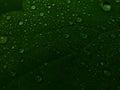 Water droplets on the leaves of a plant Royalty Free Stock Photo