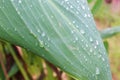 Water droplets on the cannes leaves Royalty Free Stock Photo