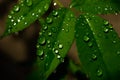 Water droplets on the leaves of a rose plant Royalty Free Stock Photo