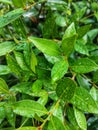 water droplets on the leaves of Syzygium paniculatum or magenta lilly pilly after rain