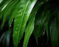 water droplets on the leaves of a tropical plant Royalty Free Stock Photo