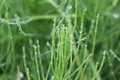 Water droplets left on the blades of grass after a summer rain Royalty Free Stock Photo