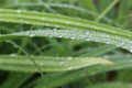 Water droplets left on the blades of grass after a summer rain Royalty Free Stock Photo