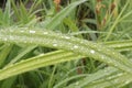 Water droplets left on the blades of grass after a summer rain Royalty Free Stock Photo