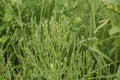 Water droplets left on the blades of grass after a summer rain Royalty Free Stock Photo