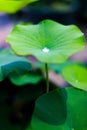 Water droplets on a lotus leaf