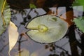 water droplets on a Lotus leaf.(Nano technology in nature - Lotus Effect)