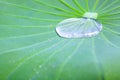 Water droplets on Lotus leaf Royalty Free Stock Photo