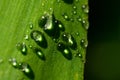 Water droplets on lush wide leaf on bright sunbeam macro