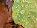 Water droplets lying on autumnal fallen leaf Royalty Free Stock Photo