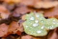 Water droplets lying on autumnal fallen leaf Royalty Free Stock Photo