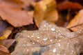 Water droplets lying on autumnal fallen leaf Royalty Free Stock Photo