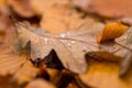 Water droplets lying on autumnal fallen leaf Royalty Free Stock Photo