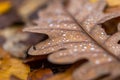 Water droplets lying on autumnal fallen leaf Royalty Free Stock Photo