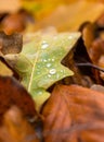 Water droplets lying on autumnal fallen leaf Royalty Free Stock Photo