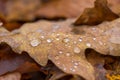 Water droplets lying on autumnal fallen leaf Royalty Free Stock Photo