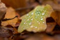 Water droplets lying on autumnal fallen leaf Royalty Free Stock Photo