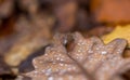 Water droplets lying on autumnal fallen leaf Royalty Free Stock Photo