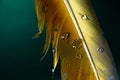 Water droplets on macaw parrot yellow feathers on isolated green backgound