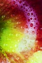 Water droplets on macro view of rainbow colored apple