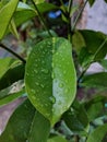 water droplets on the mangosteen leaf