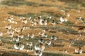 Water droplets on moisture resistant fabric Close up Royalty Free Stock Photo