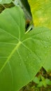 Water droplets on a natural taro leaf, unedited Royalty Free Stock Photo