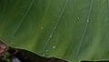 Water droplets on a natural taro leaf, unedited Royalty Free Stock Photo