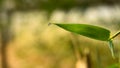 Water droplets on the tip of the bamboo leaf after rain Royalty Free Stock Photo