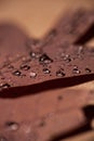 Water Droplets on Oak Leaf