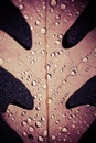 Water Droplets on Oak Leaf Royalty Free Stock Photo