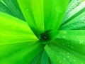 Water droplets on pandan leaves after rain Royalty Free Stock Photo