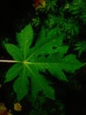 Water droplets on the papaya leave.