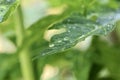 Water droplets on a papya leaf Royalty Free Stock Photo