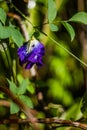 Water droplets on pea flowers looks wet as the background. Royalty Free Stock Photo