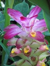 Water droplets on petals of Pink Wild Turmeric flower in the gar Royalty Free Stock Photo